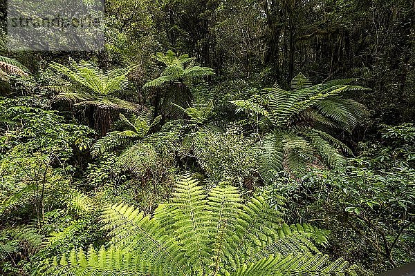 Neuseeländischer Regenwald  Baumfarne (Cyatheales)  Fiordland National Park  Southland  Neuseeland  Ozeanien