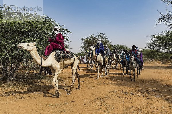 Fula Männer reiten auf Kamelen  Gerewol Festival  Niger  Afrika