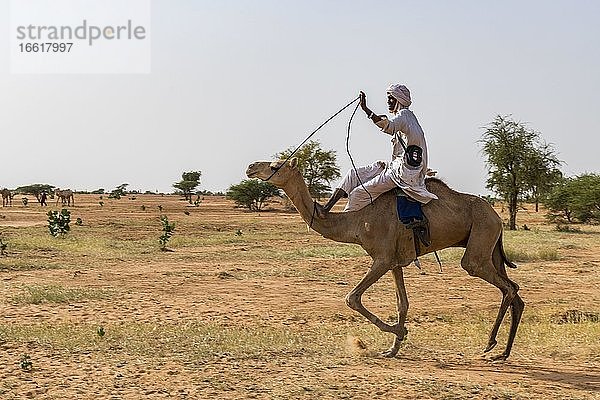 Fula Mann reitet auf Dromedar  Kamelrennen beim Gerewol Festival  Niger  Afrika