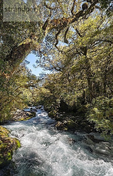 Fluss im Wald  Weg zum Lake Marian  Fiordland Nationalpark  Te Anau  Southland  Südinsel  Neuseeland  Ozeanien