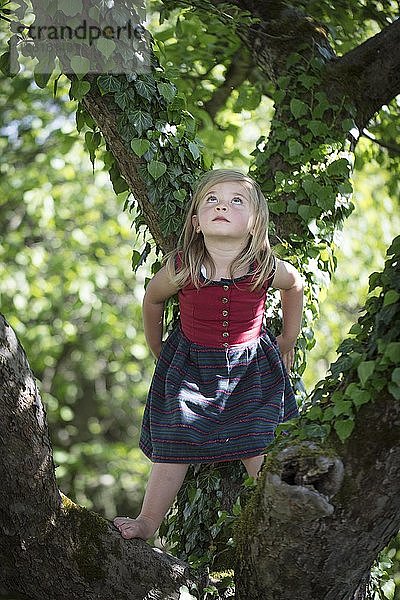 Mädchen  klettert auf Baum  Schliersee  Bayern  Deutschland  Europa