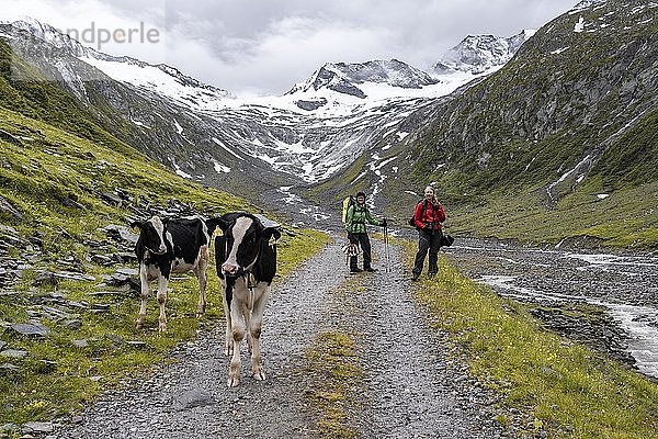 Kühe und Wanderer auf Wanderweg vor Gletscher  Schlegeiskees  schneebedeckte Berggipfel  Hoher Weiszint  Berliner Höhenweg  Zillertal  Tirol  Österreich  Europa