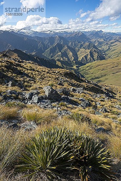 Wanderweg zum Ben Lomond  Ausblick auf Berge  Südalpen  Otago  Südinsel  Neuseeland  Ozeanien