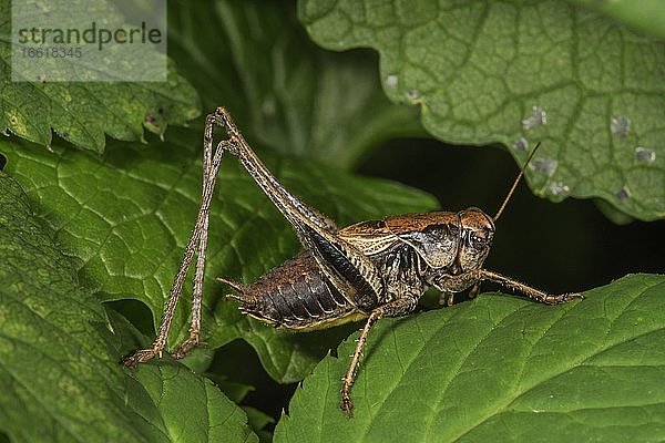 Gemeine Strauchschrecke (Pholidoptera griseoaptera) Männchen auf einem Blatt  Baden- Württemberg  Deutschland  Europa