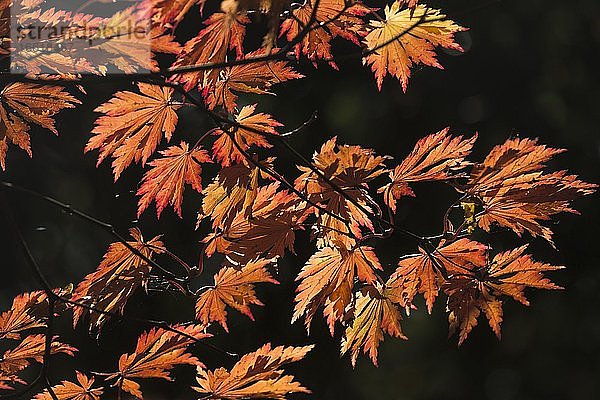 Herbstlaub vom Eisenhutblättrigen Ahorn (Acer japonicum Aconitifolium)  Emsland  Niedersachsen  Deutschland  Europa