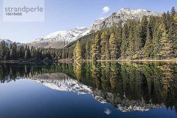 Herbstlicher Lärchenwald am Obernberger See  Tirol  Österreich  Europa