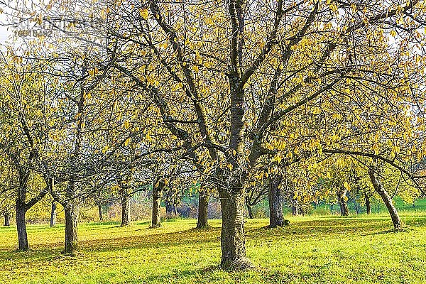 Streuobstwiese im Herbst mit verschiedenen Bäumen wie Kirschbäumen  Birnbäumen und Apfelbäumen  Schwäbische Alb  Baden-Württemberg  Deutschland  Europa