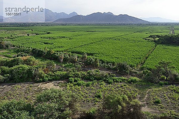 Zuckerrohrfelder  bei Chiclayo  Region Lambayeque  Peru  Südamerika