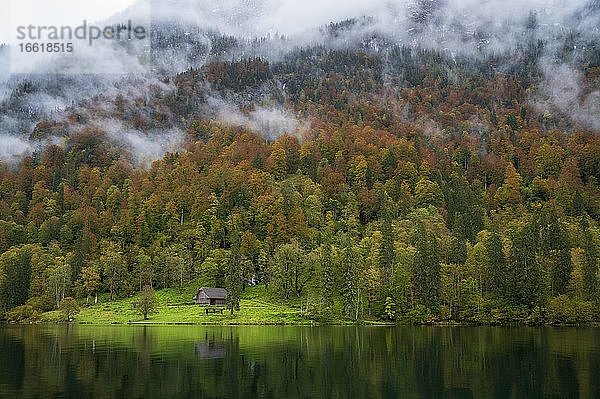 Herbstwald im Nebel  Königssee  Nationalpark Berchtesgaden  Berchtesgadener Land  Bayern  Deutschland  Europa