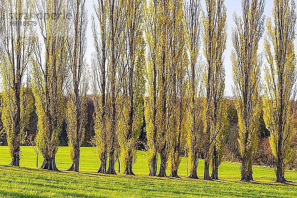 Säulen-Pappel-Allee  Pyramiden-Pappel  Pyramidenpappel (Populus nigra var. italica) Schwäbische Alb  Baden-Württemberg  Deutschland  Europa