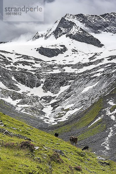 Kühe im Tal weiden vor Gletscher  Schlegeiskees  schneebedeckte Berggipfel  Hoher Weiszint  Berliner Höhenweg  Zillertal  Tirol  Österreich  Europa