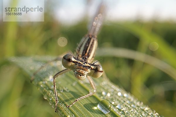 Blaue Federlibelle (Platycnemis pennipes)  Weibchen sitzt auf Grashalm  Hessen  Deutschland  Europa