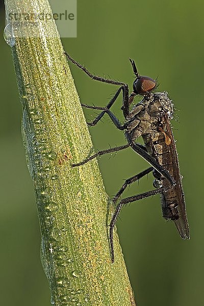 Raubfliege (Asilidae)  Hessen  Deutschland  Europa