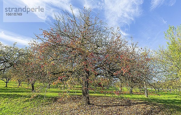 Streuobstwiese im Herbst mit verschiedenen Bäumen wie Birnbäumen und Apfelbäumen  Schwäbische Alb  Baden-Württemberg  Deutschland  Europa