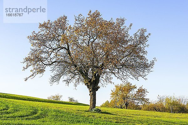 Streuobstwiese im Herbst mit verschiedenen Bäumen wie Birnbäumen und Apfelbäumen  Schwäbische Alb  Baden-Württemberg  Deutschland  Europa