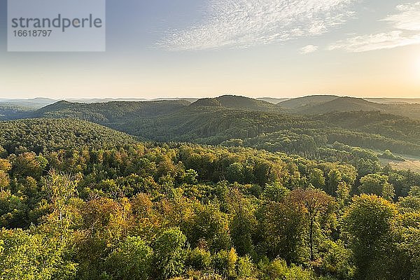 Evening atmosphere in the Palatinate Forest  Rhineland Palatinate  Germany