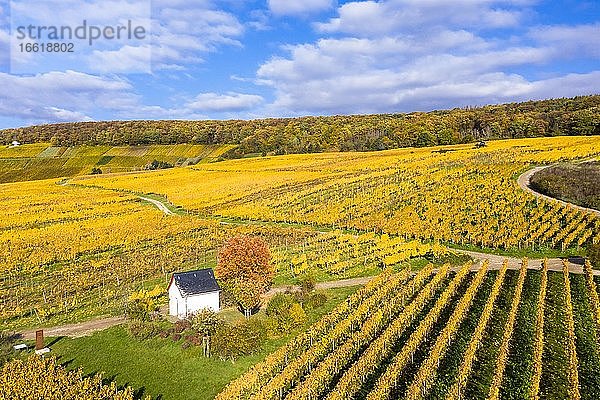 Luftaufnahme  goldene Weinberge im Herbst von oben  Rheingau  Region  Östrich  Winkel  Walluf  Martinsthal  Hessen  Deutschland  Europa