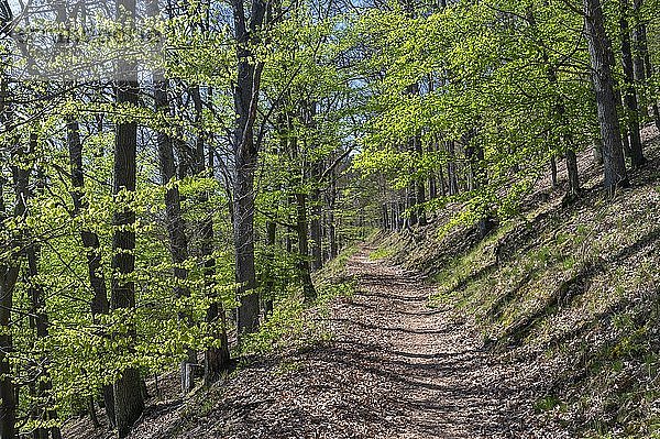 Waldweg mit Buchen  Edersee  Nationalpark Kellerwald  Hessen  Deutschland  Europa