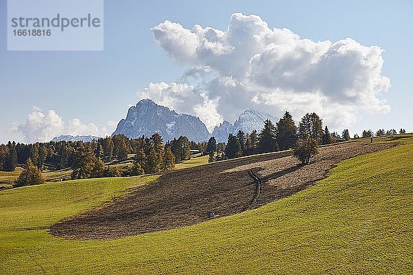 Gedüngte Wiese uf der Seiser Alm  Seiser Alm  Südtirol  Italien  Europa