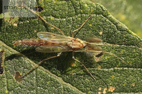 Zuckmücke (Chironomus plumosus)  Männchen  Hessen  Deutschland  Europa