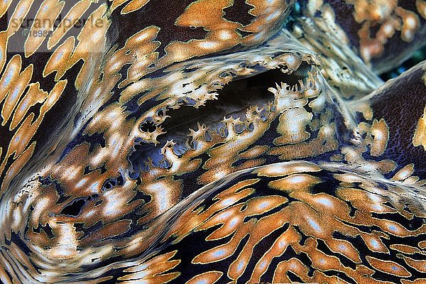Syphon von Riesenmuschel (Tridacna gigas)  Muschelfleisch  Detail  Pazific  Großes Barriereriff  UNESCO Welterbe  Australien  Ozeanien