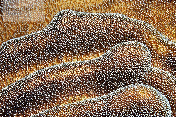 Weichkoralle  Lederkoralle (Lobophytum) mit halb geschlossenen Polypen  Detail  Pazifik  Great Barrier Reef  UNESCO-Welterbe  Australien  Ozeanien