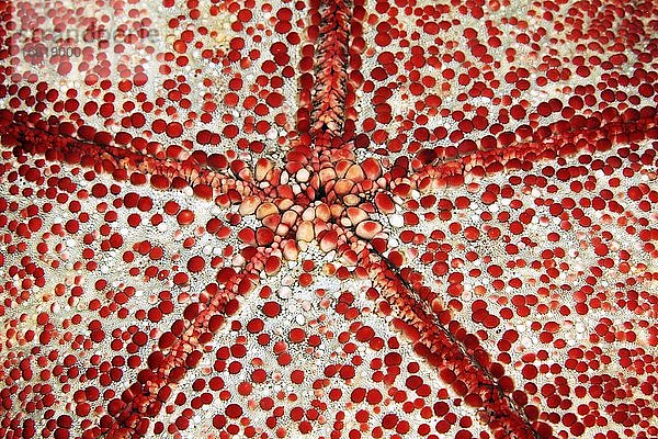 Unterseite mit Maul von Großer Kissenstern (Culcita novaeguineae)  Detail  Seestern  Pazifik  Großes Barriereriff  Australien  Ozeanien