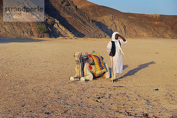 Beduine mit Kamel in der Wüste  Marsa Alam  Ägypten  Afrika