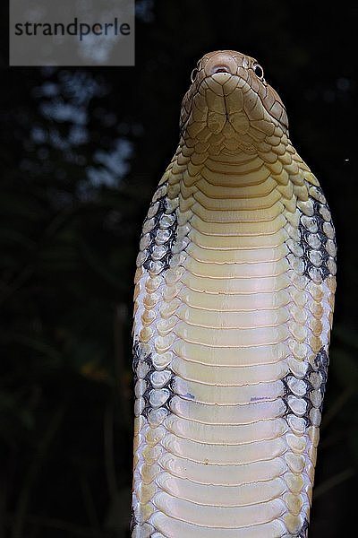 Königskobra (Ophiophagus hannah) Nord-Thailand  Thailand  Asien