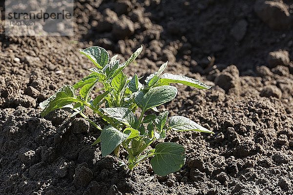 Junge Kartoffelpflanze (Solanum tuberosum) auf dem Feld  Niederrhein  Nordrhein-Westfalen  Deutschland  Europa
