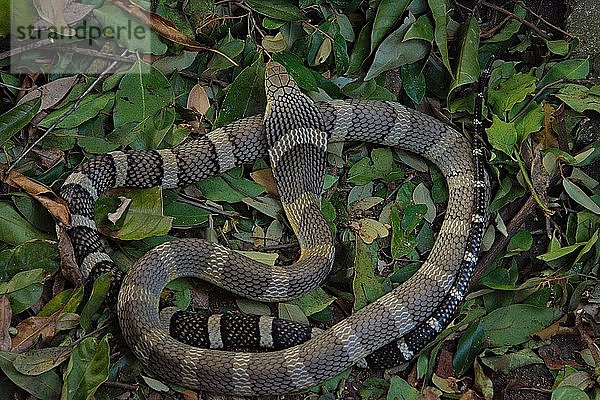 Königskobra (Ophiophagus hannah) Nord-Thailand  Thailand  Asien