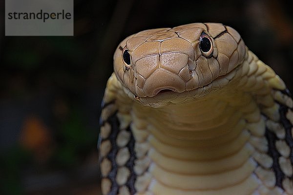 Königskobra (Ophiophagus hannah) Nord-Thailand  Thailand  Asien