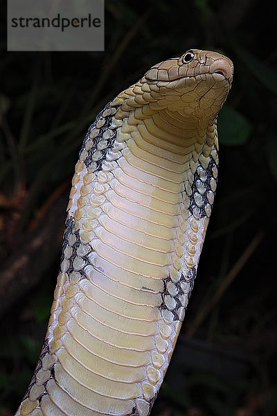 Königskobra (Ophiophagus hannah) Nord-Thailand  Thailand  Asien