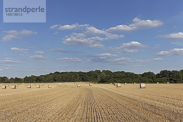 Stoppelfeld mit Heuballen  blauer Himmel  Sommer  Niederrhein  Nordrhein-Westfalen  Deutschland  Europa