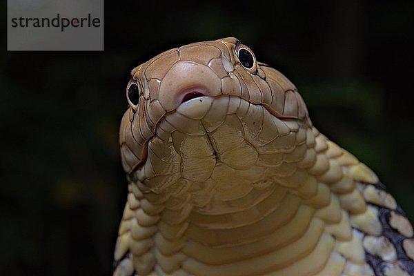 Königskobra (Ophiophagus hannah) Nord-Thailand  Thailand  Asien