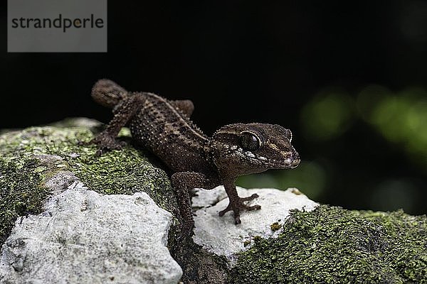 Großkopfgecko (Paroedura stumpfii) in den Regenwäldern Nordwest Madagaskars  Madagaskar  Afrika