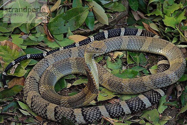 Königskobra (Ophiophagus hannah) Nord-Thailand  Thailand  Asien