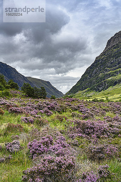 Wolken über blühendem Heidekraut in Glen Coe