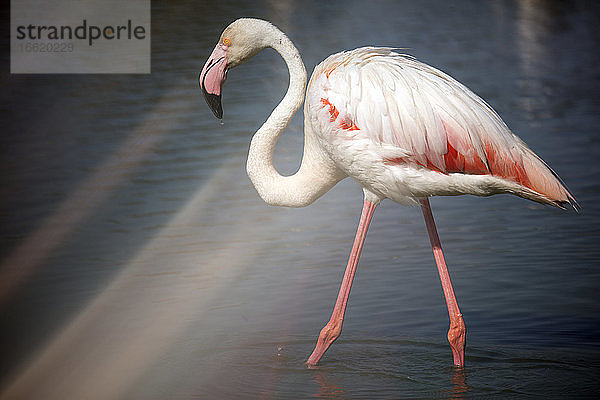 Flamingo (Phoenicopterus roseus) im Wasser stehend an einem sonnigen Tag