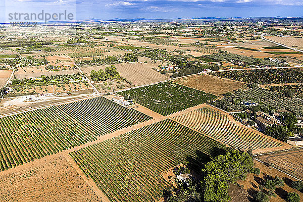 Luftaufnahme von Olivenfeldern an einem sonnigen Tag  Mallorca  Spanien
