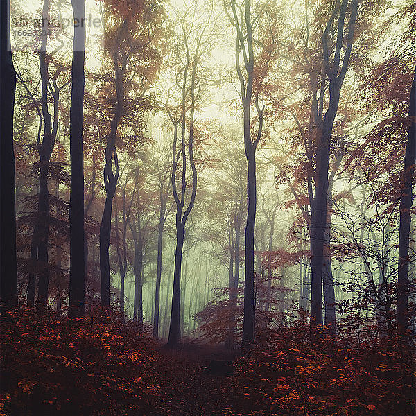 Nebliger Herbstwald in der Morgendämmerung