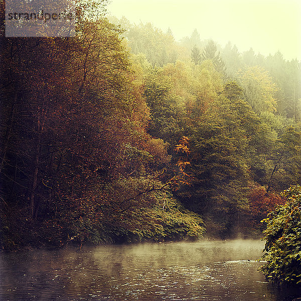 Die Wupper und der umliegende Wald an einem nebligen Herbstmorgen
