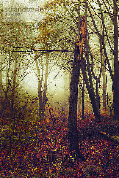 Baumstumpf im nebligen Herbstwald in der Morgendämmerung