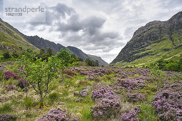 Blühendes Heidekraut in Glen Coe