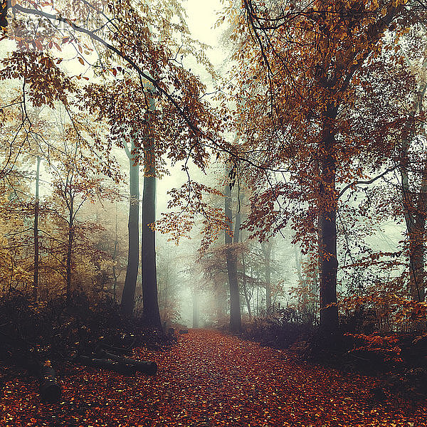 Fußweg im nebligen Herbstwald in der Morgendämmerung