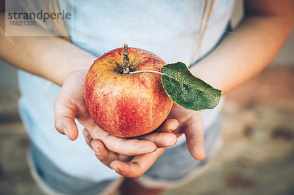 Die Hände eines Mädchens halten einen frischen roten Bio-Apfel mit Blatt