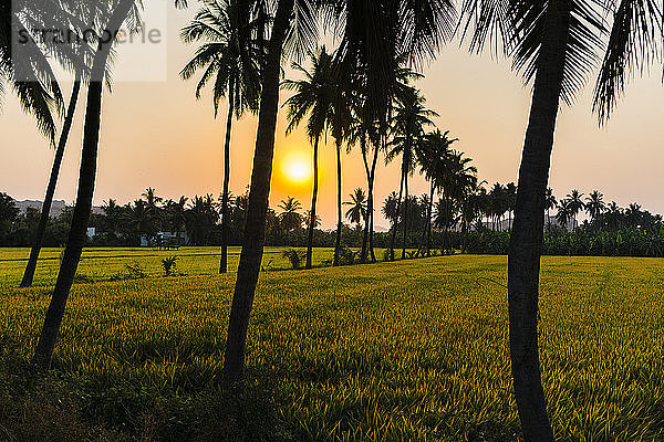 Indien  Karnataka  Hampi  Reisfeld umgeben von Palmen bei Sonnenuntergang