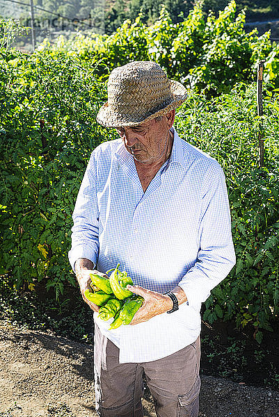 Älterer Mann mit Hut und Paprika in der Hand im Gemüsegarten stehend