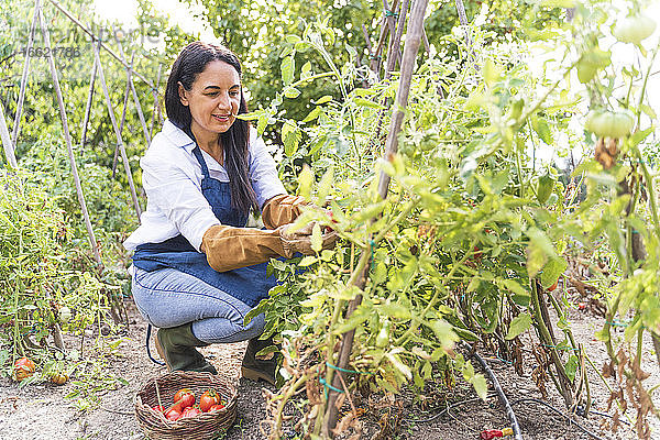 Glückliche Frau erntet frische Bio-Tomaten aus dem Gemüsegarten