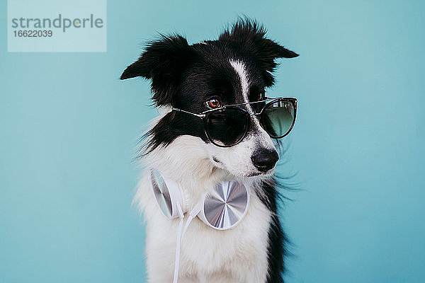 Border-Collie-Hund mit Kopfhörer und Sonnenbrille  der vor einem türkisfarbenen Hintergrund wegschaut